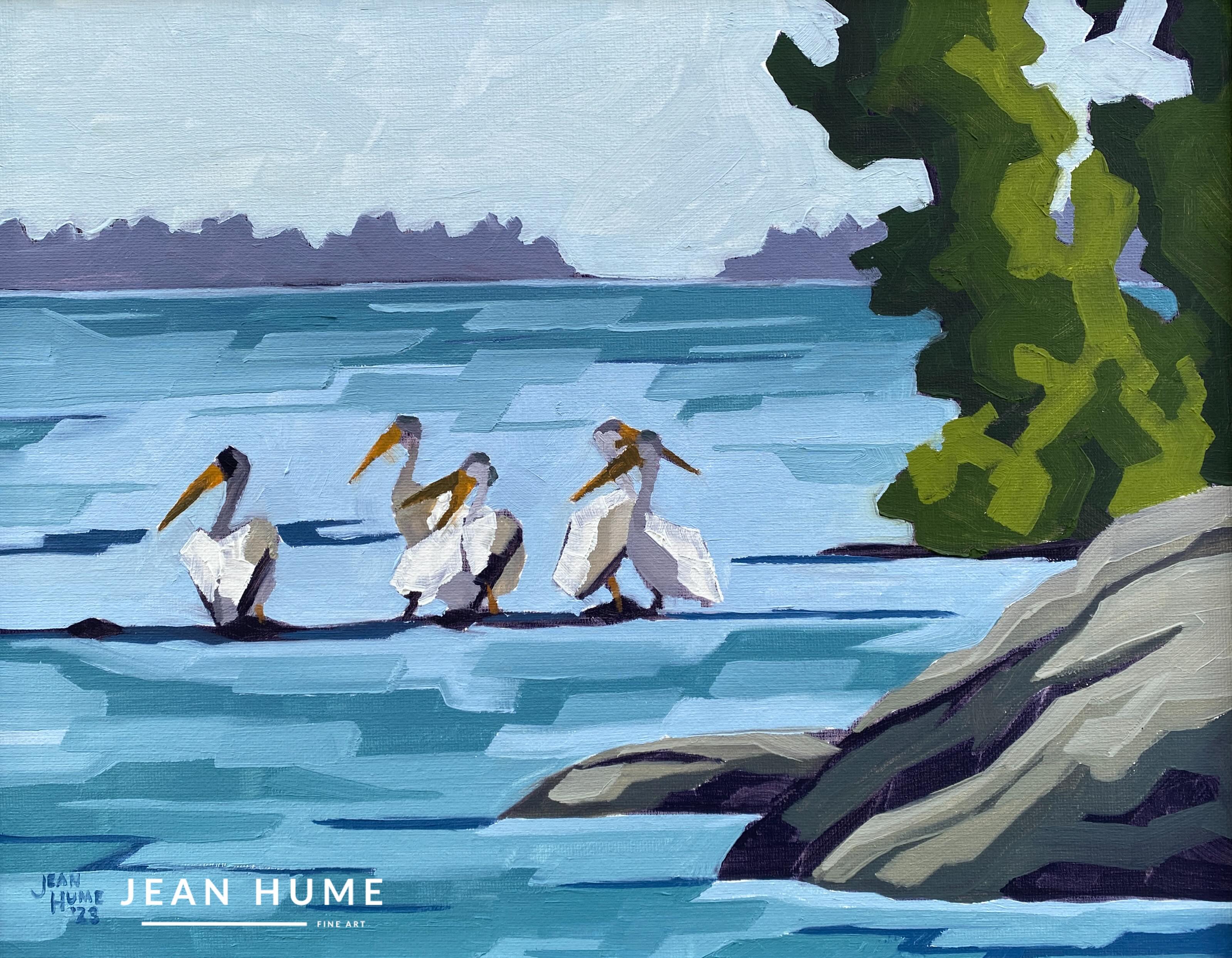 Paull River Pelicans